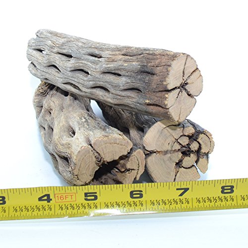 King Sized Natural Cholla Wood XL Large Thick Pieces 3 Pieces of 56″ Long Natural Cholla Wood