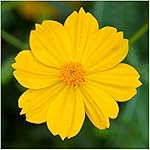 Package of 400 Seeds, Bright Lights Cosmos Mix (Cosmos Sulphureus) Non-GMO Seeds By Seed Needs