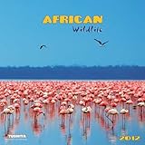 African Wildlife 2012 Wall Calendar by 