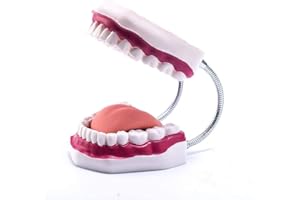 Dental Teeth Care Model, Enlarged 6 Times Magnification Kids Dental Hygiene Teaching Model (6Times)