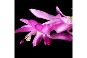 TriStar Plants - Thanksgiving Cactus - 4" inch Pot, Fasle Christmas Cactus, Easter Cactus, Holiday Plant, Winter Flowers, Christmas Plants, Winter Blooms (Cyber Dancer)