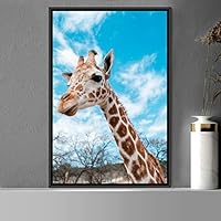 Framed Canvas Wall Art Giraffe Animals Expressive Farmhouse/Country Giraffe Living Room Multicolor Photography - 16x24 inches
