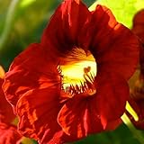 110 Seeds, Nasturtium 