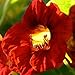 110 Seeds, Nasturtium "Fiery Festival" (Tropaeolum majus) Seeds By Seed Needs