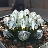 Live Succulent Plant Mini Succulents#190