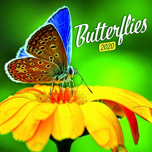 Butterfly Calendar - Calendars 2019 - 2020 Wall Calendar - Photo Calendar - 12 Month Calendar by Pre by 
