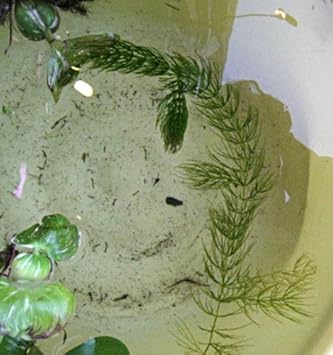 Amazon 水草 浮き草 マツモ 水草 浮き草 生体水草 通販