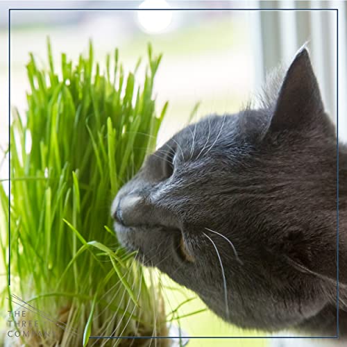 Live Cat Grass (4 Plants Per Pack), Natural Aid for Cat Digestive