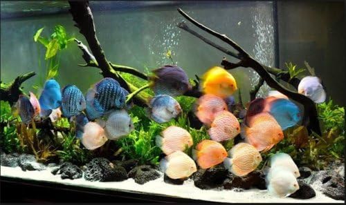 10 Live Discus Fish- 1.5"-2" Assorted Colors- Possible Breeding Pair! Freshwater Fish