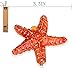 YU FENG Starfish Figurine Trinket Box Hinged Collectible Crystal Jeweled Sea Animal Decor Ornament