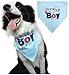 BINGPET Dog Birthday Bandana Pet Scarf Blue