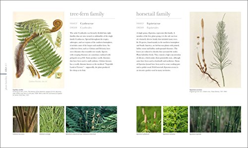 Flora: Inside the Secret World of Plants - Thumbnail 4