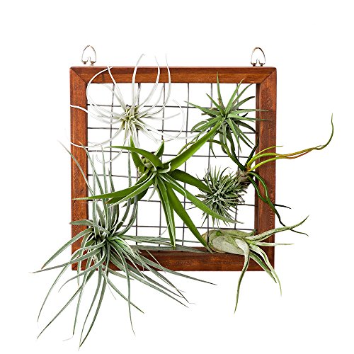 Mkono air plant frame tillandsia wall display, 7 7/8 in…