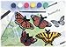 Skullduggery Eyewitness Kit Butterfly Casting Kit