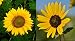 20 Mixed Sunflower Seed Bombs - Bulk Seed Balls for Seed Bombing (Helianthus annuus)