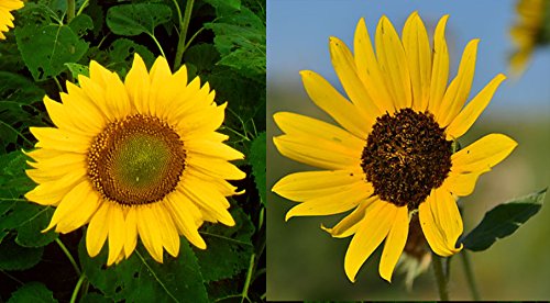 20 Mixed Sunflower Seed Bombs - Bulk Seed Balls for Seed Bombing (Helianthus annuus) 20 Mixed Sunflower Seed Bombs - Bulk Seed Balls for Seed Bombing (Helianthus annuus)