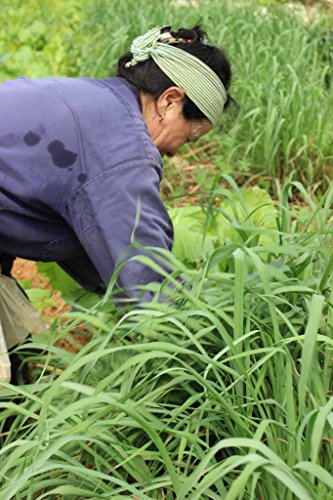 4 Fu+Dog+Garden+Lemongrass+Cymbopogon