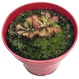 Spoonleaf Sundew Plant -Drosera spathulata- Carnivorous