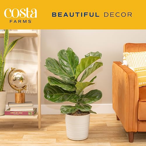 Costa Farms Fiddle Leaf Fig Plant, Ficus Lyrata Fig Tree, Live Indoor