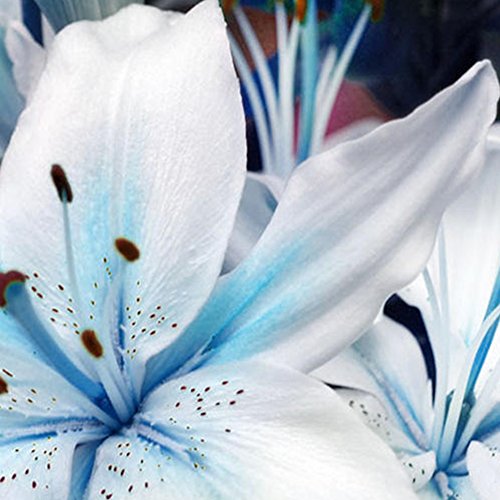 1 Bag Blue Heart Lily Plant Seeds, Fragrance Lily Flower Seeds Plant for Home Garden Potted Bonsai Planting Decor - Thumbnail 5