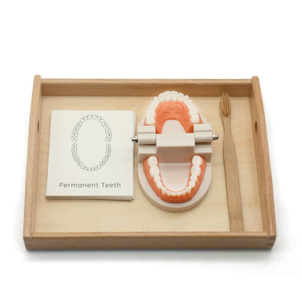 MEROCO Montessori Practical Life Brushing Teeth Model and Cards Montessori Homeschool Learning Preschool Toys for Toddlers