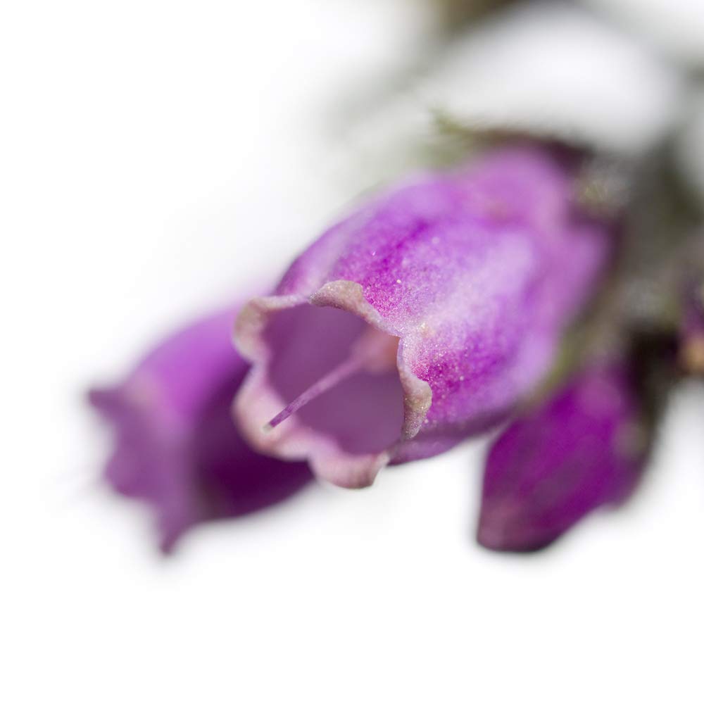 International Graphics - Finished Picture - Sonja, Dürnberger - ''Symphytum officinale''- 30 x 30 cm - Direct printing on acrylic glass