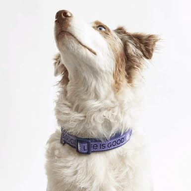 life is good dog collar