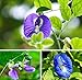 Three Squirrels 100% Natural Dried Pure Whole Butterfly Pea Flower Tea, Perfect Blue Purple Coloring for Food and Beverage , 2Oz(56g)