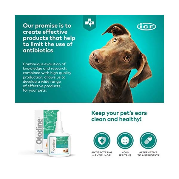 dog proof coffee table