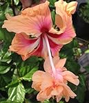 Emeralds TM Tropical Hibiscus Plant Rare Unusual Peach Orange Lions Tail El Capitola Sport 4 Inch Pot