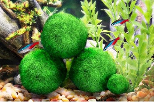 1 Luffy+Giant+Marimo+Moss+Balls