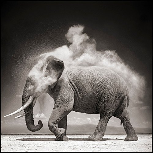 Nick Brandt: On This Earth, A Shadow Falls