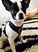 BINGPET Small Dog Harness - Breathable Mesh Puppy Cat Harnesses - No Pull Adjustable Dog Harness Dog Vest Harness for Small and Medium Dogs