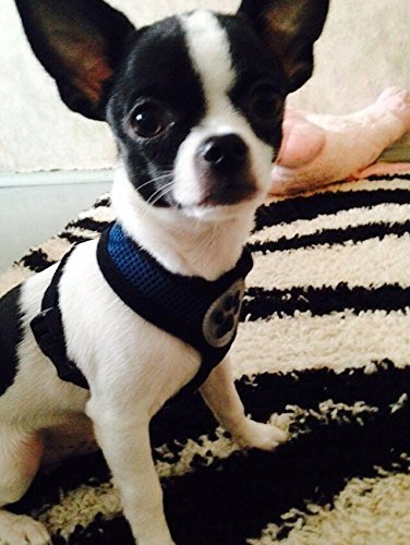 BINGPET BB5001 Soft Mesh Dog Harness Pet Walking Vest Puppy Padded Harnesses Adjustable , Navy Blue Small