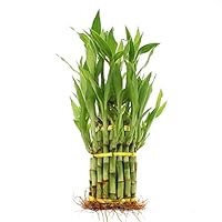 Live Lucky Bamboo 3 Tier Tower - 4, 6, and 8 Inch Lucky Stalks Indoor House Plant for Good Luck, Fortune, Feng Shui and Zen