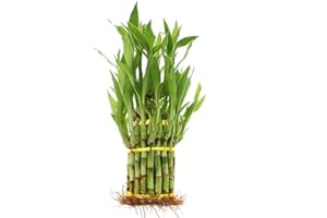 NW Wholesaler - Lucky Bamboo 3 Tier Tower Arrangements, Indoor Live Bamboo Plant, Live Houseplant for Home Decor, Feng Shui Lucky Plant (3 Tier Tower)