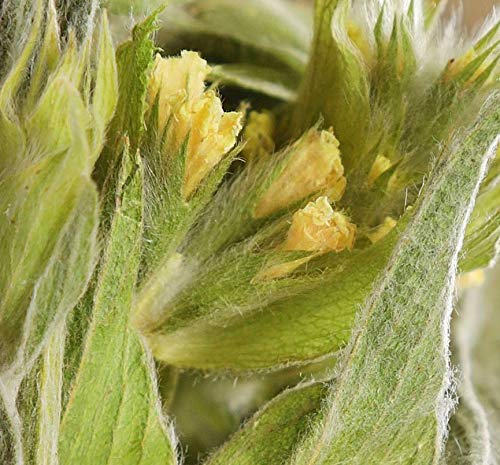 Herbis Natura Griechischer Bergtee, Kräutertee aus griechischem Eisenkraut, Kraut mit ganzen Blüten, aus ökologischem… – Bild 3