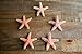 Hinterland Trading Sugar Starfish Boutonniere Home Decor, (Pack of 5)