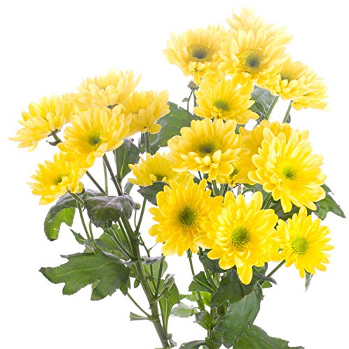 50g (0.11LB) China Chrysanthemen-Tee Chrysantheme Morifolium Ramat konservierte Blume duftender Tee Kräutertee Blumen… – Bild 8