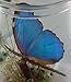 Giant Blue Morpho Butterfly Mounted in Glass Container