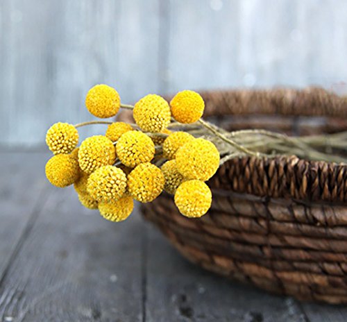 KALOR Dried Flowers Branch Farmhouse Stylet Craspedia Yellow Billy Balls For Home Decor DIY 10 Stems - Thumbnail 2