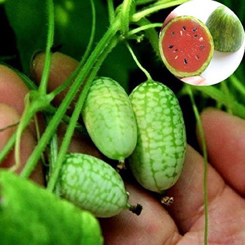 10pcs Cucamelon Seeds Mini Watermelon Fruit Home Yard Garden Plant