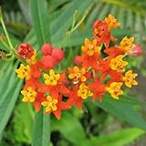 100 SUNSET / BLOOD FLOWER Scarlet Milkweed - Asclepias Curassavica Seeds *Comb S/H