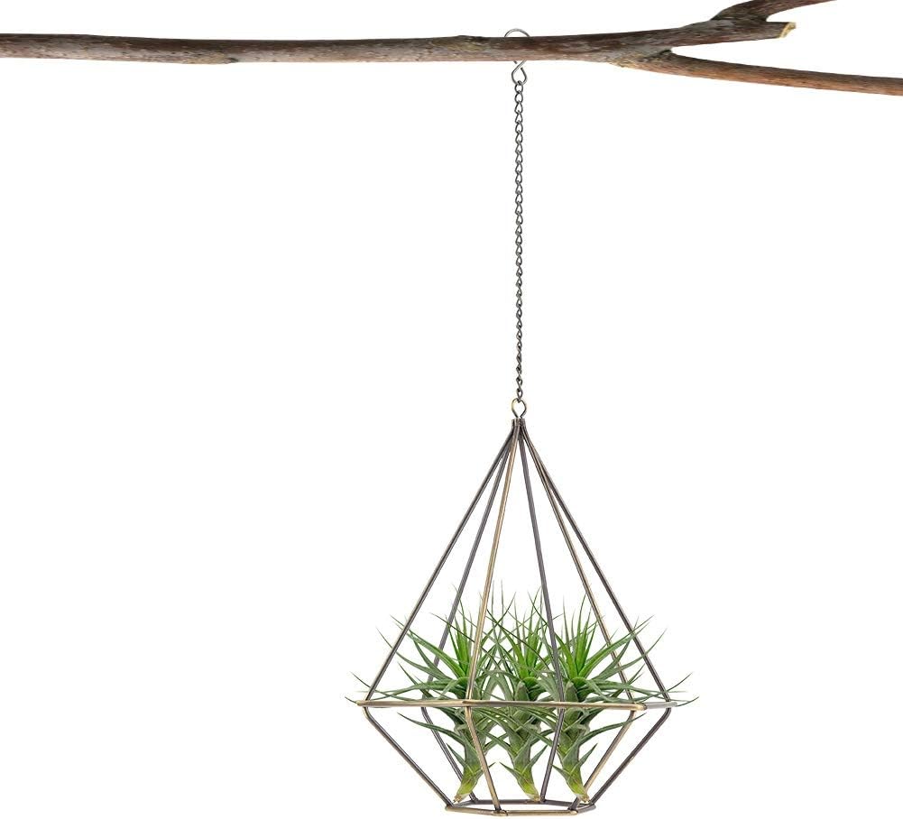 Amazon Co Jp Salinr アイアン プラントハンガー エアプランツ ハンギング 吊るす 植物ホルダー 観葉植物 プランターハンガー ハンギングプランター バスケット パームハンギング 飾り ポット プラントホルダー 鉢 インテリア 飾り用 小 ホーム キッチン