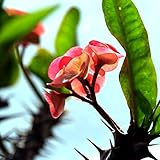 The Earth ® African Origin Thorn Plum（ Euphorbia Milii ） Flower Seed 35 +