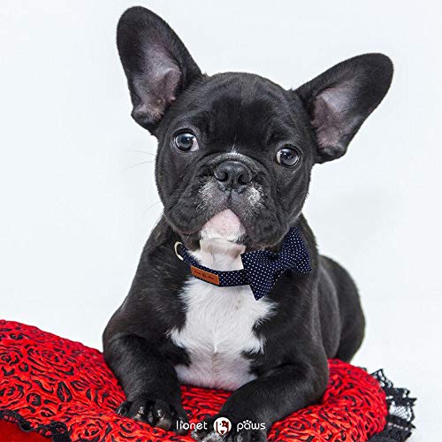 Paws Boy Dog Collar with Bowtie, Comfortable Adjustable Cute