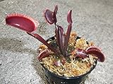 Medium Sized FTS Maroon Monster Venus Flytrap - Fly Trap - (Dionaea Muscipula) Carnivorous Plant 3 inch pot