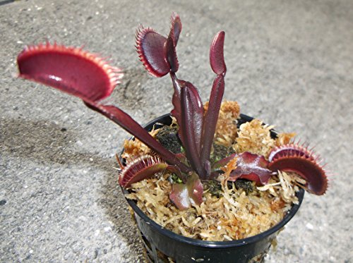 Medium Sized FTS Maroon Monster Venus Flytrap - Fly Trap - (Dionaea Muscipula) Carnivorous Plant 3 inch pot Medium Sized FTS Maroon Monster Venus Flytrap - Fly Trap - (Dionaea Muscipula) Carnivorous Plant 3 inch pot