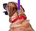 GOGO Pet Products 3/4-Inch Martingale Dog Collar, Medium, Red