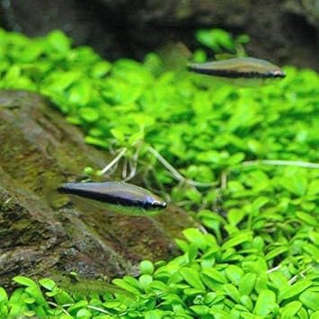 Amazon 熱帯魚 インパイクティス ケリー ６匹 北海道 九州航空便要保温 Charm チャーム 観賞魚 水中生物 通販